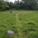 Hazel Pitch Pic