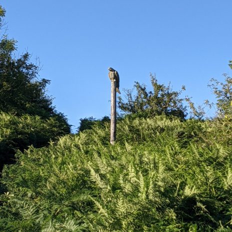 temple druid wild camping