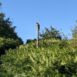 temple druid wild camping